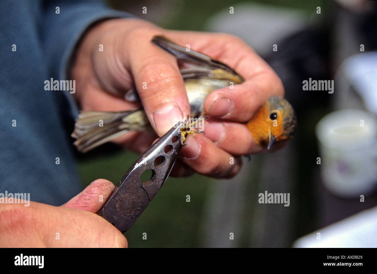 Attaccare l'anello di alluminio, Suoneria o la fascettatura di un Europeo Robin Erithacus rubecula con squillo pinze di fascettatura. Foto Stock Attaccare l'anello di alluminio, Suoneria o la fascettatura di un Europeo Robin Erithacus rubecula con squillo pinze di fascettatura. Foto Stock