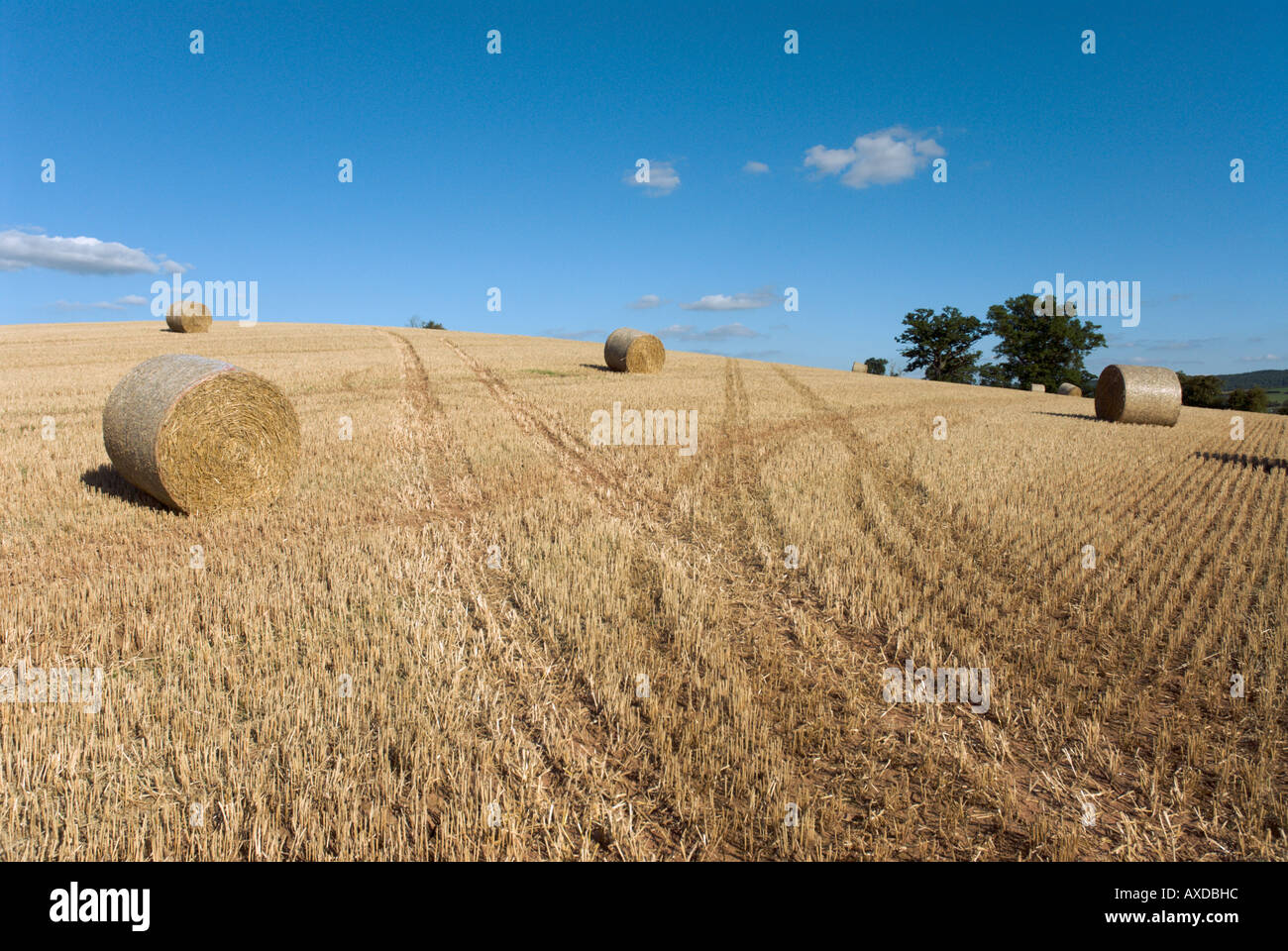 Balle di fieno nel campo di grano Foto Stock