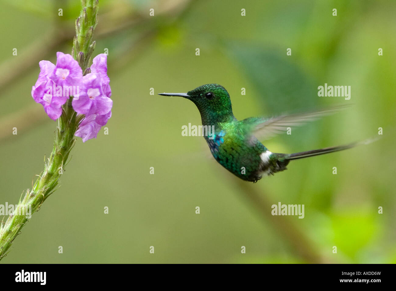 Verde Discosura Thorntail conversii Hummingbird Foto Stock