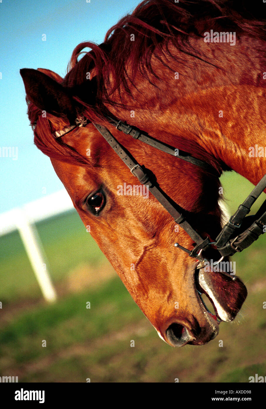 Testa di cavalli da corsa Foto Stock