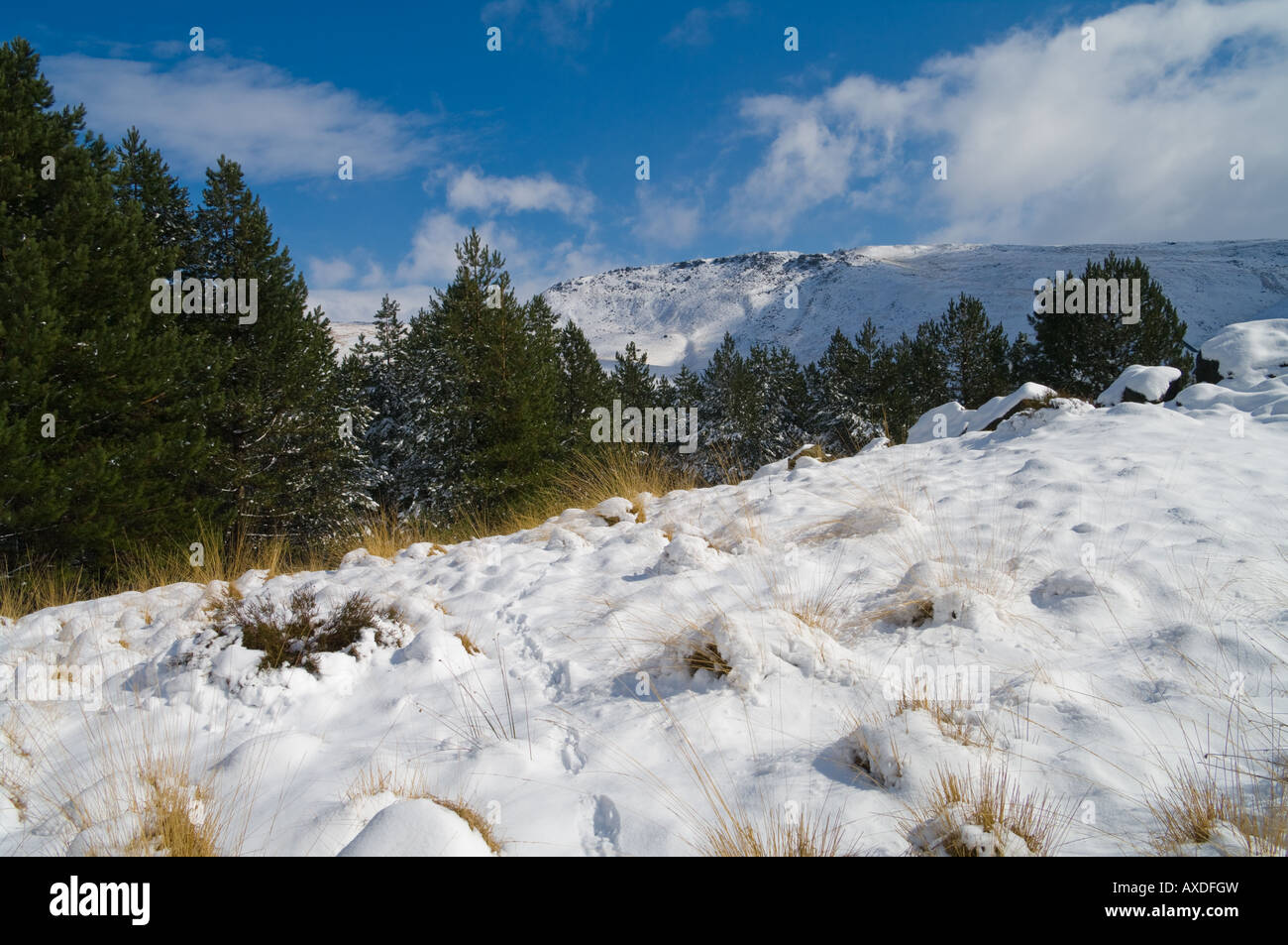 Alberi sempreverdi e la neve e con il cielo blu, il Chew Valley Foto Stock