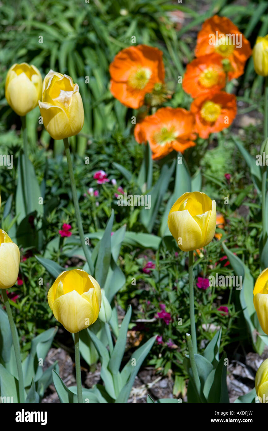 Soleggiato, Tulipani gialli mescolati con dianthus rosa e arancio papaveri Foto Stock