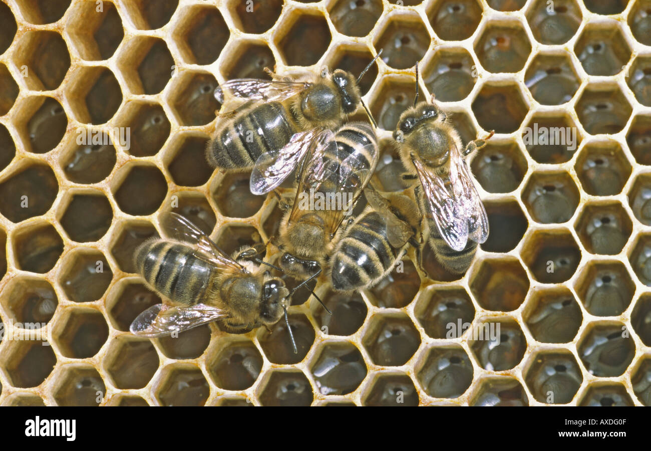 ape-mellifera-attiva-immagini-e-fotografie-stock-ad-alta-risoluzione