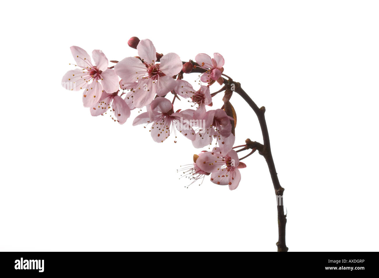 Prunus cerasifera Nigra blossom su sfondo bianco Foto Stock