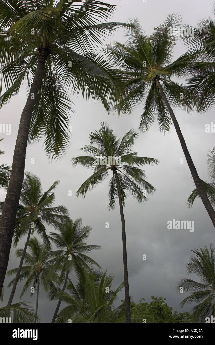 Un tranquillo boschetto di palme contro un bianco di nebbia e cielo grigio luogo di rifugio Pu uhonua O Honaunau Big Island delle Hawaii USA Foto Stock