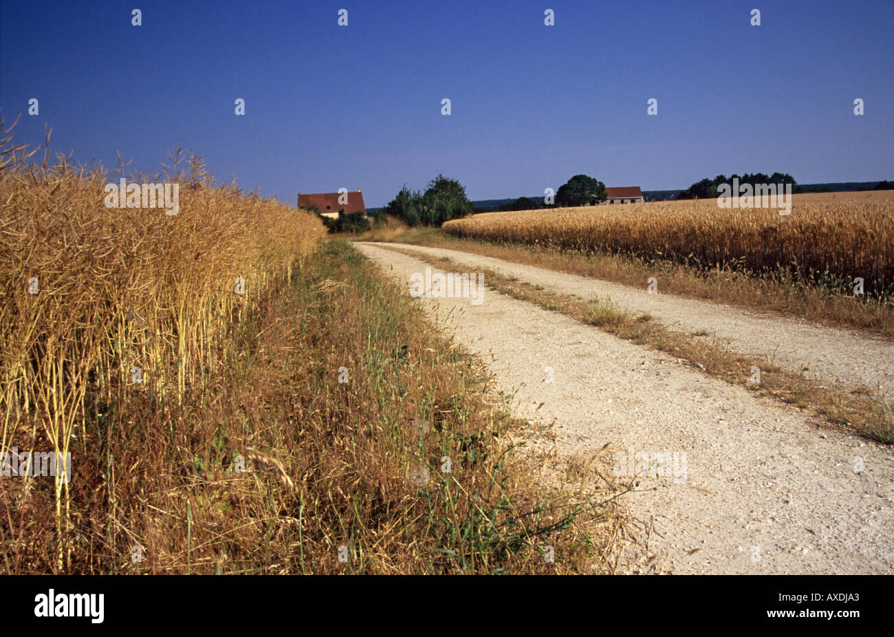 Una via e un campo di colture in una fattoria nella Valle della Loira in Francia Foto Stock