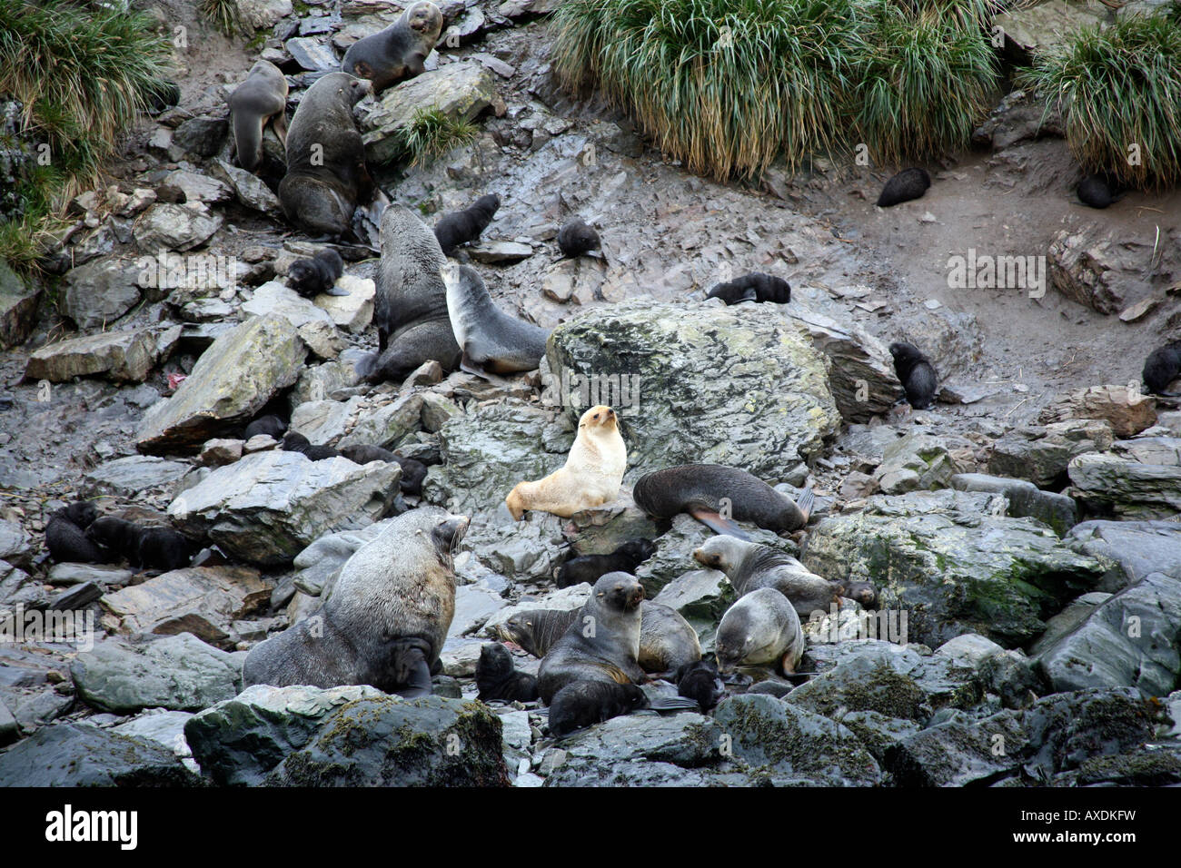 Blonde pelliccia sigillo su una spiaggia rocciosa con diversi altri Foto Stock