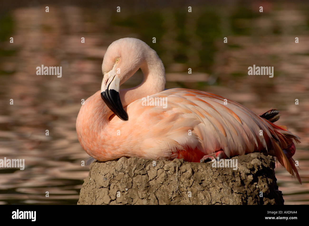 Flamingo cileni Phoenicopterus chilensis adulto su nest Foto Stock