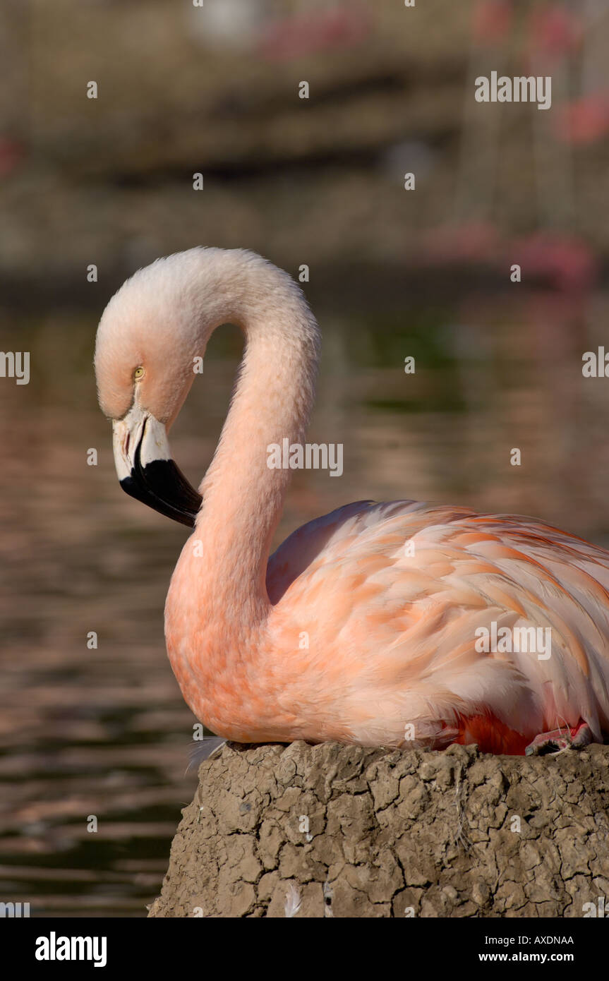 Flamingo cileni Phoenicopterus chilensis adulto presso il nido Foto Stock