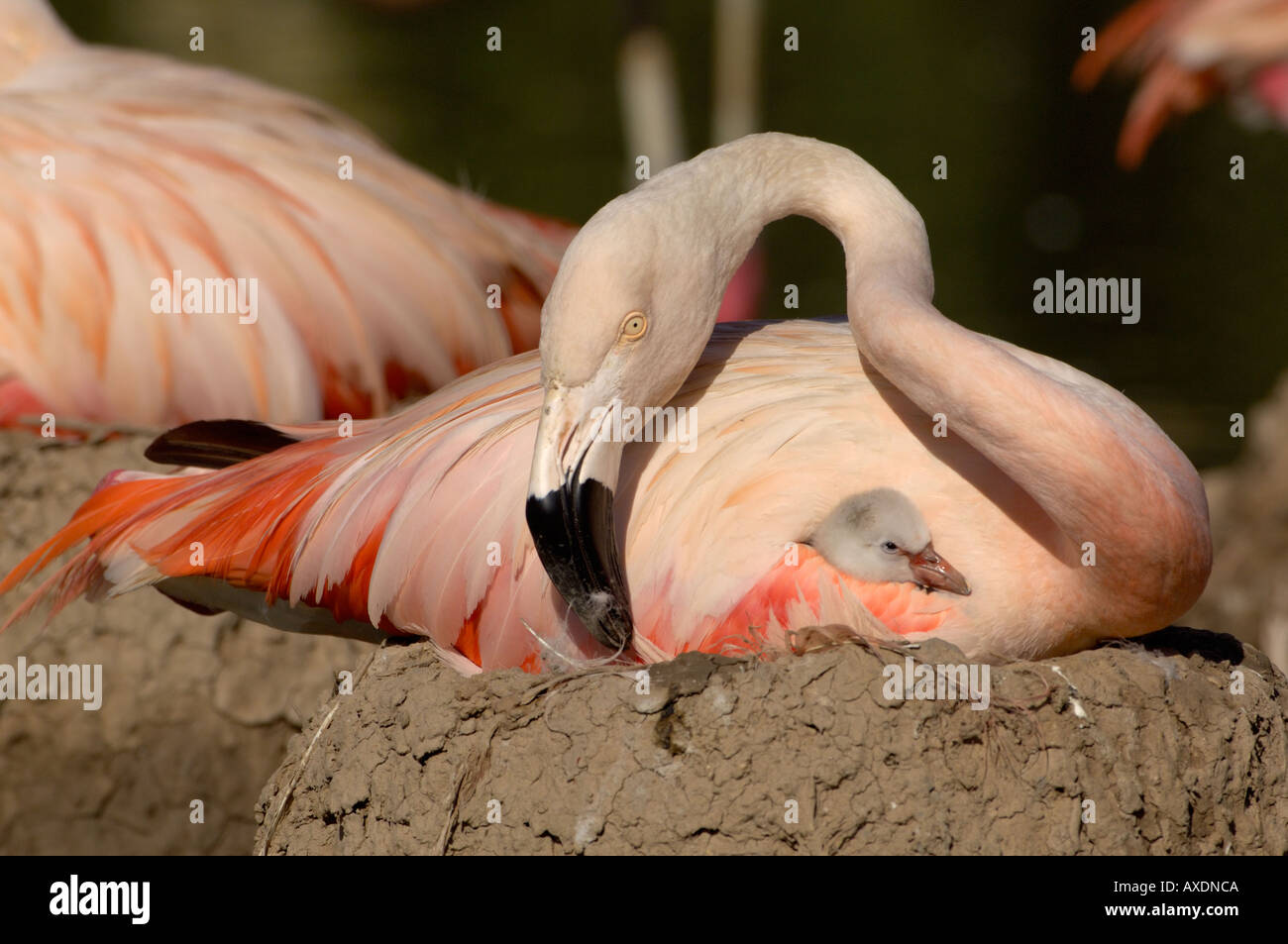Flamingo cileni Phoenicopterus chilensis adulto con pulcino al nido Foto Stock
