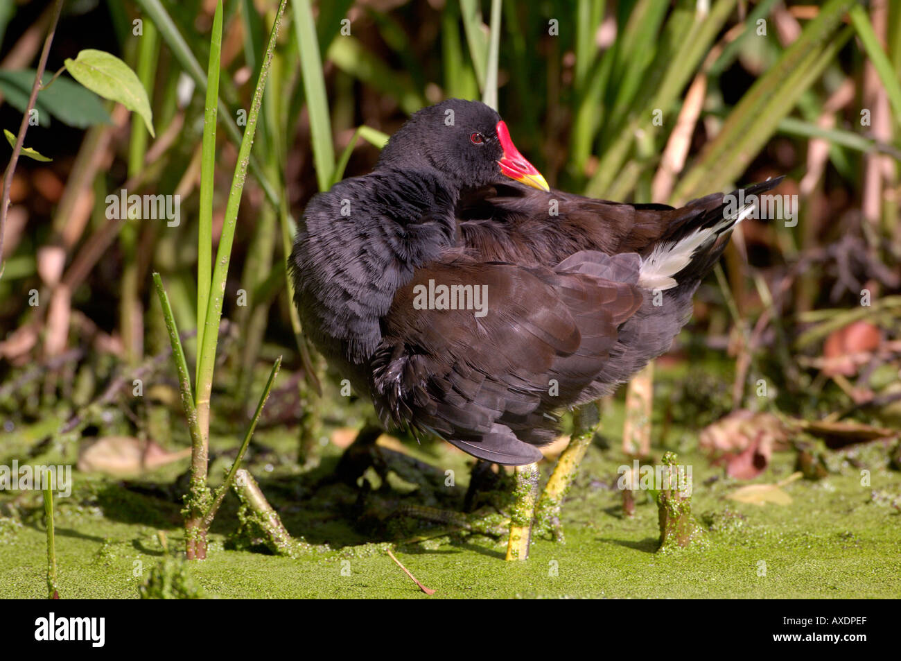 Unione Moorhen Gallinula chloropus fotografato in Inghilterra Foto Stock