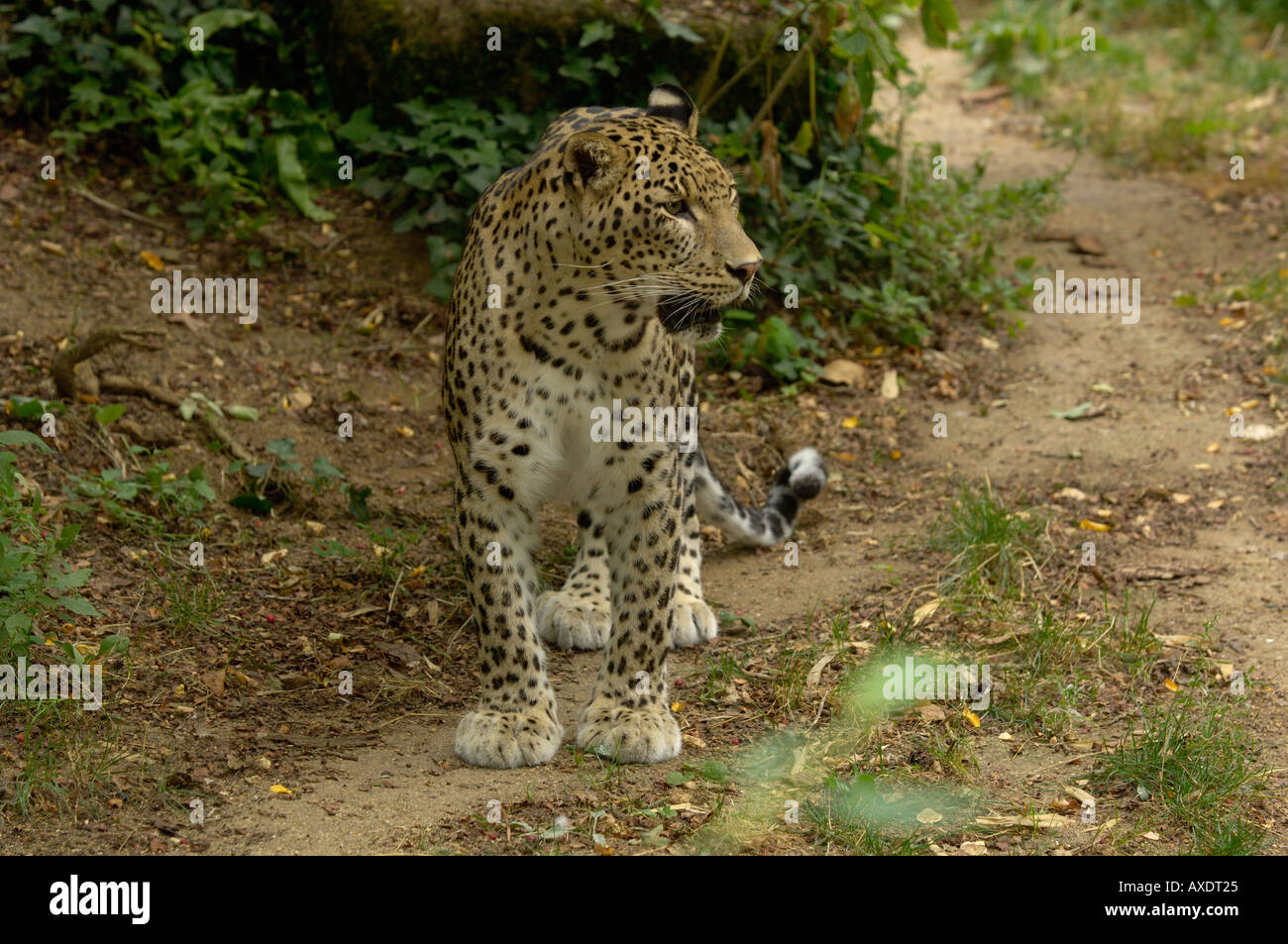 Leopardo persiano Panthera pardus Foto Stock