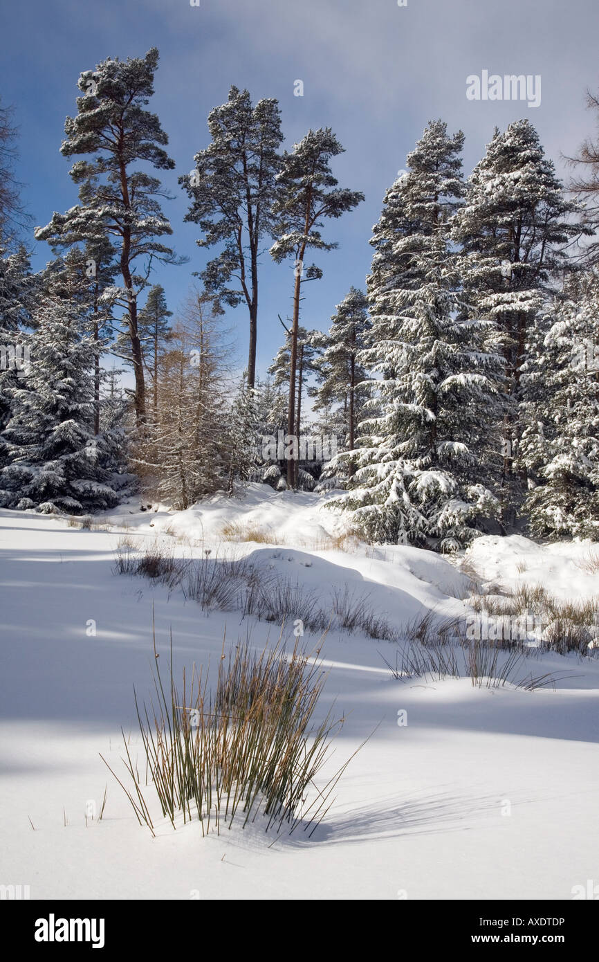 Un paesaggio rurale scozzese coperto di neve d'inverno; Coniferous Pine Forest, alberi e campo di neve, Cairngorms National Park Scozia Regno Unito Foto Stock