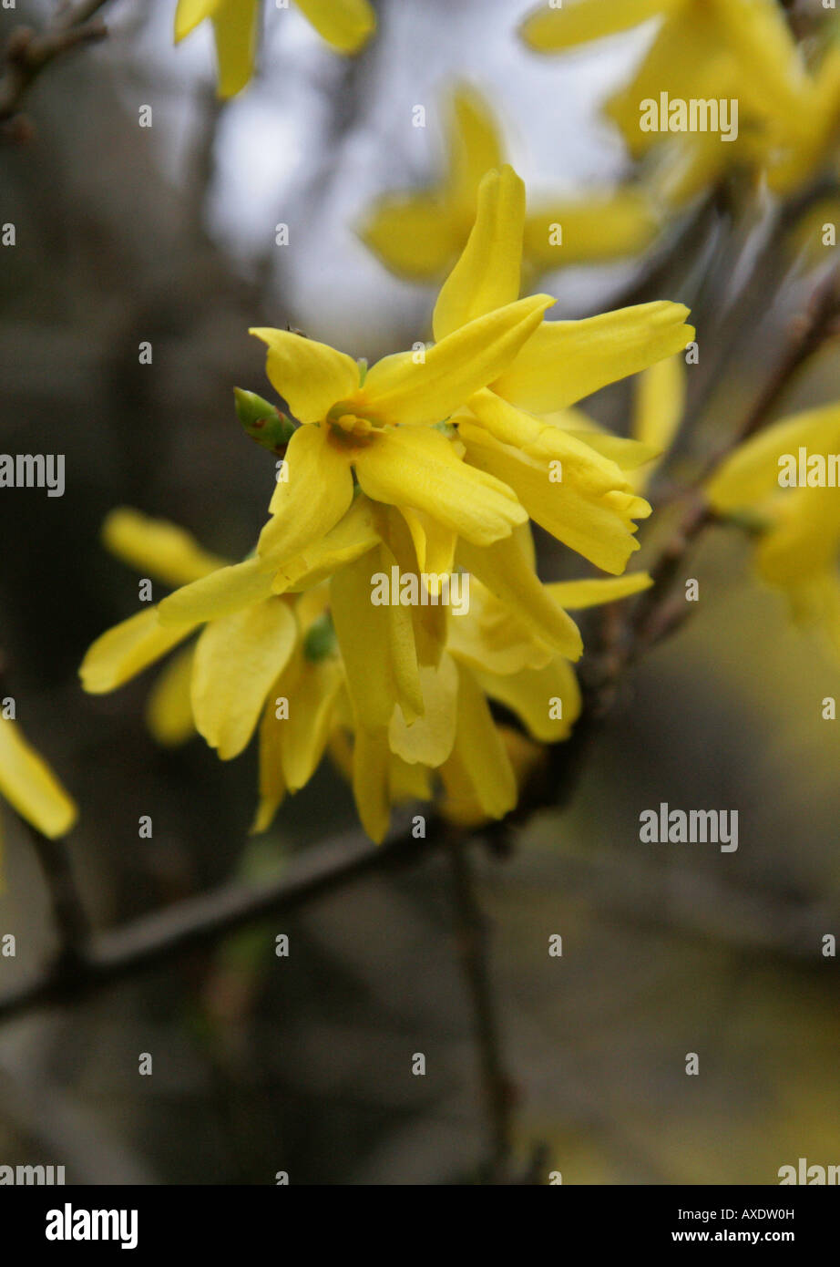 Comune di coltivazione, Forsitia intermedia Oleaceae | Piante ornamentali, inizio primavera arbusto da giardino Foto Stock
