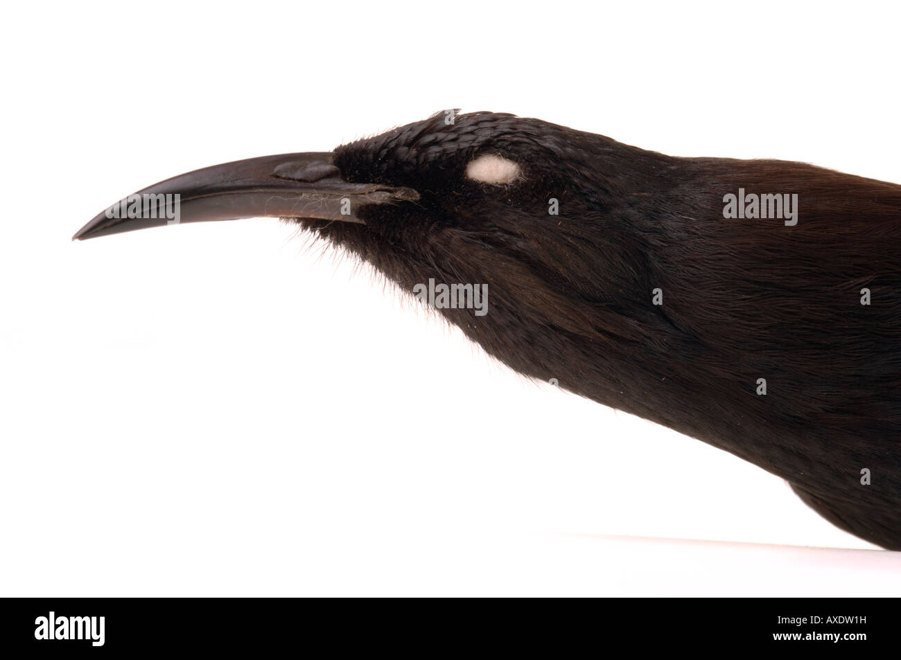Uccello estinto, Moho nobilis, Hawaii Oo, [0123] YPM 36964, Yale Peabody Museum collection Foto Stock