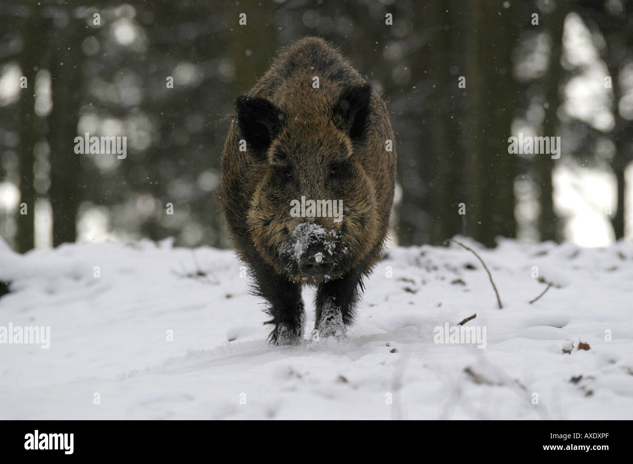 Wildschwein (Sus scrofa) Foto Stock