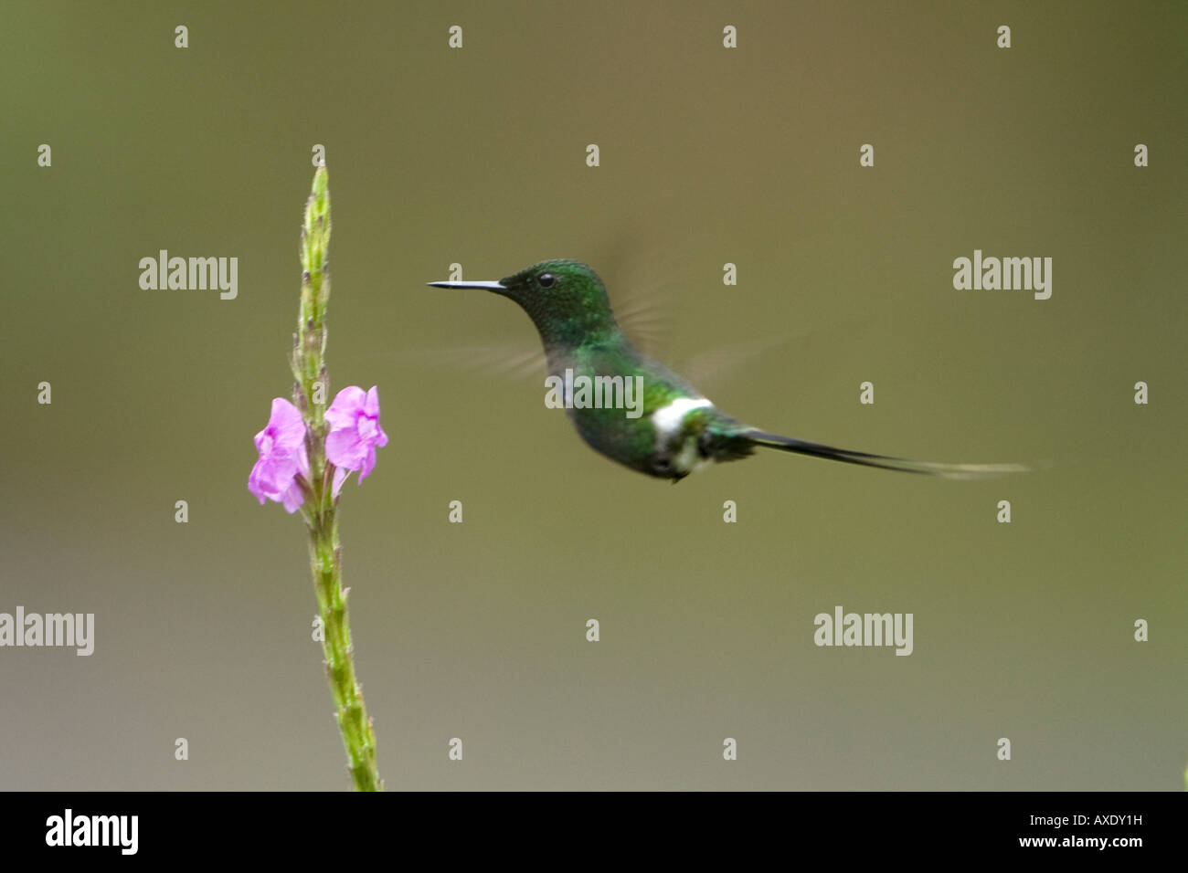 Verde Discosura Thorntail conversii Hummingbird Foto Stock