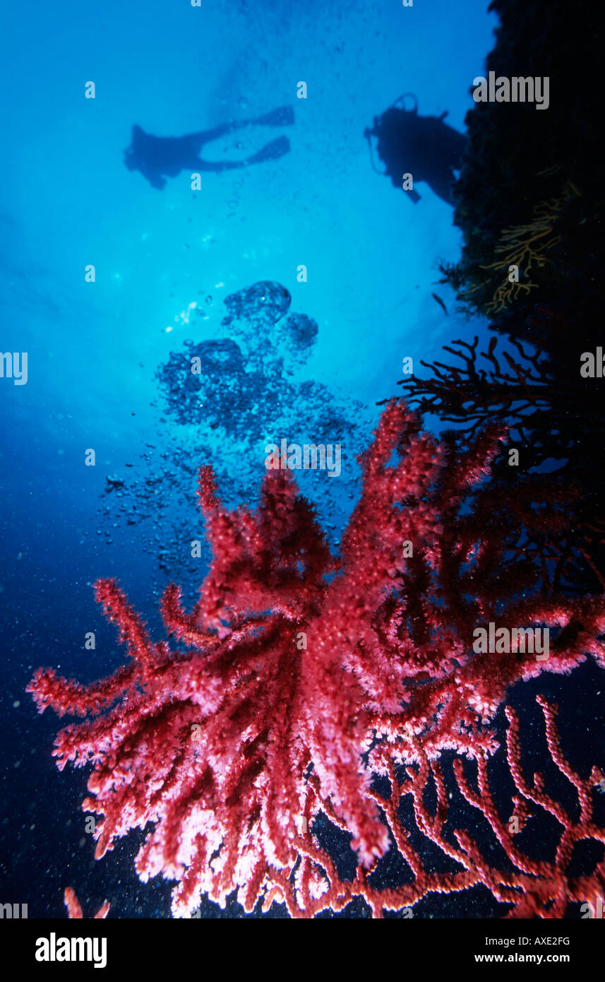 Mar Mediterraneo - subacquei e bolle al di sopra di una gorgonia rossa mare fan (Paramuricea clavata), Marsiglia, Francia. Foto Stock