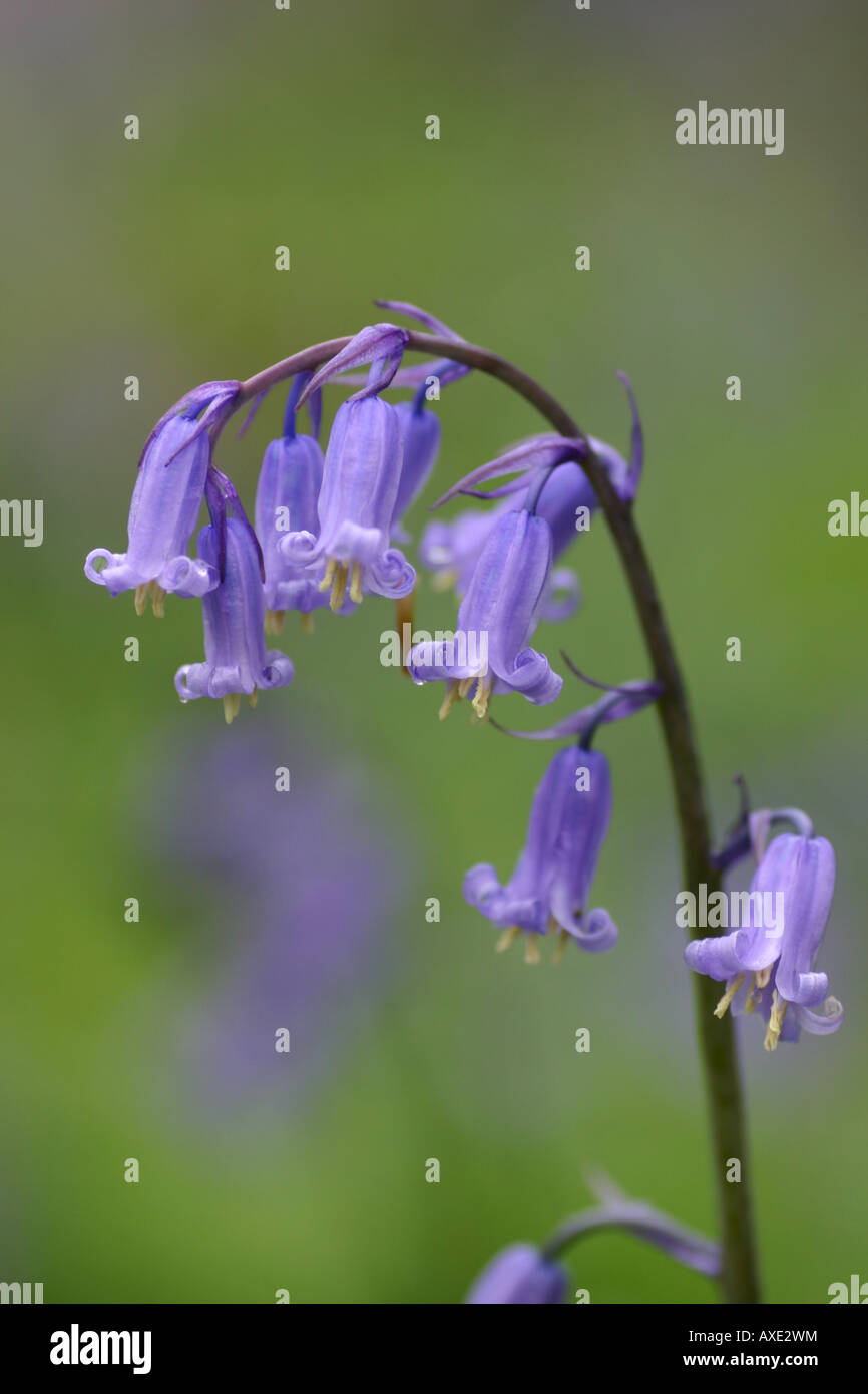 Common Bluebell Hyacinthoides non scripta Foto Stock