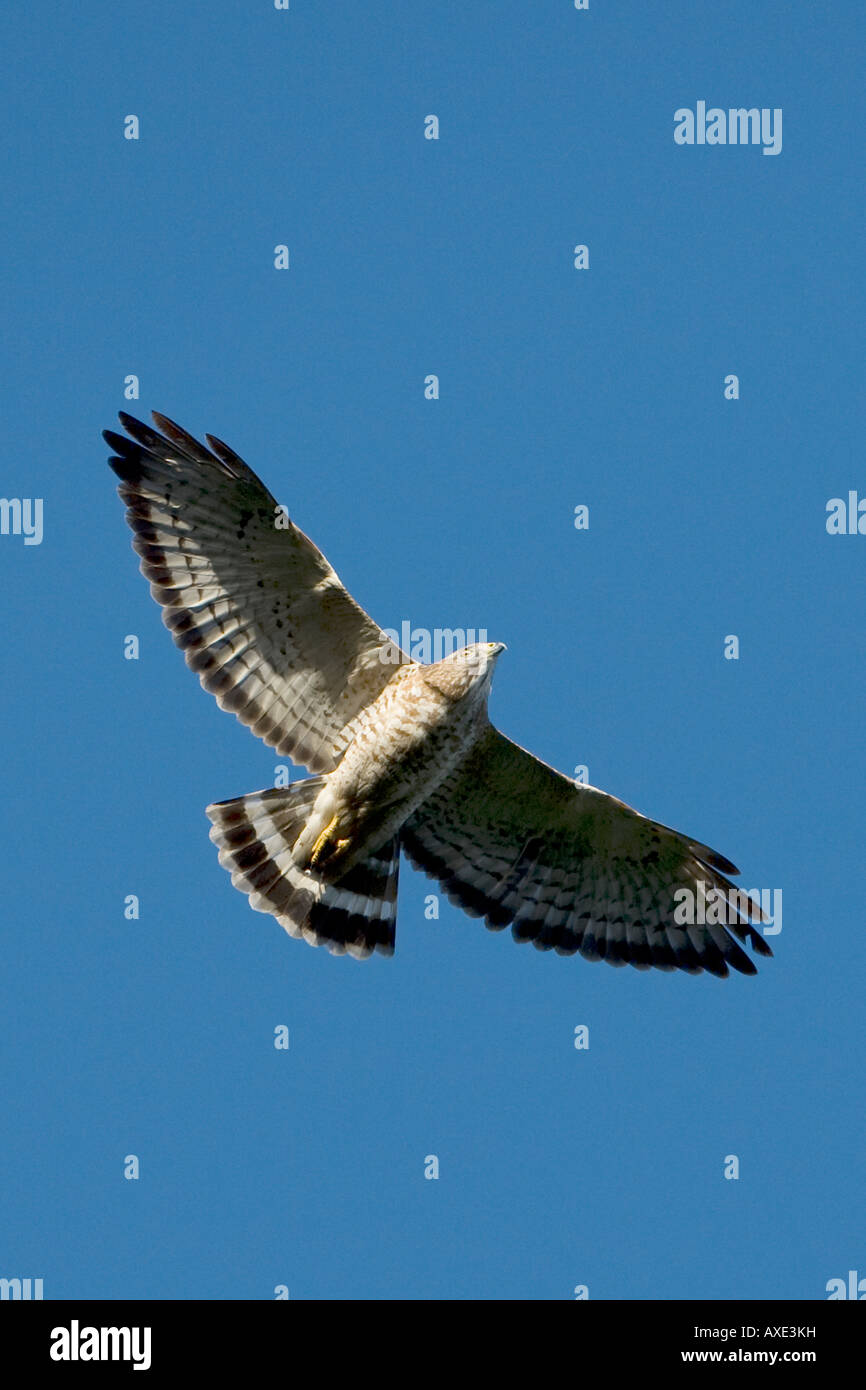 Ampia-winged Hawk Buteo platypteru in volo Foto Stock