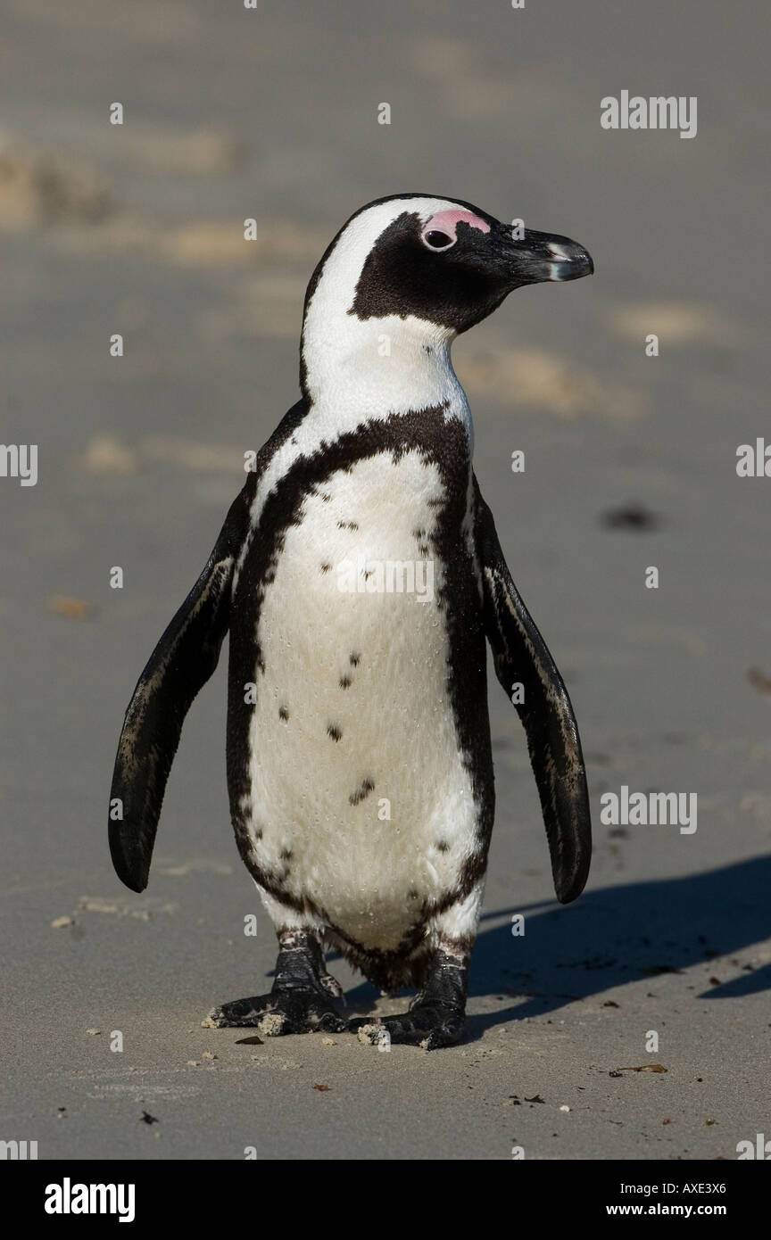 Jackass Penguin, Spheniscus demersus Foto Stock