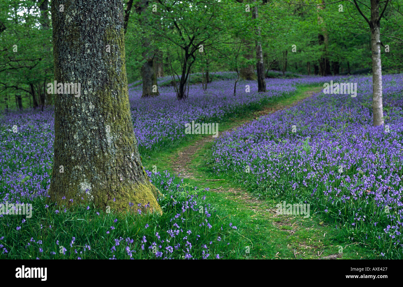 Percorso attraverso bluebell wood Inghilterra. Stagione Primavera Primavera Aprile Foto Stock