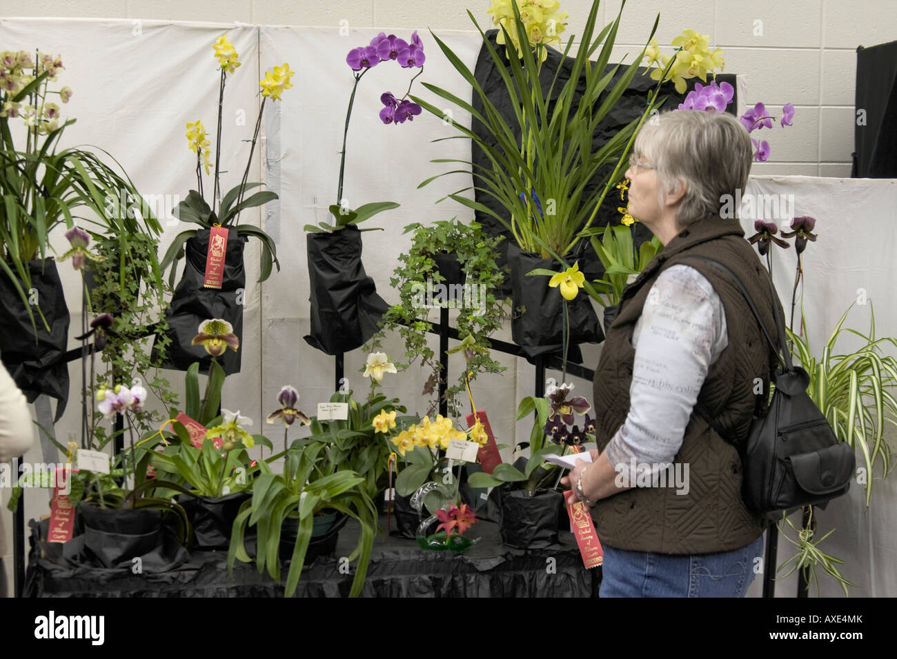 Edmonton Mostra delle orchidee. Foto Stock