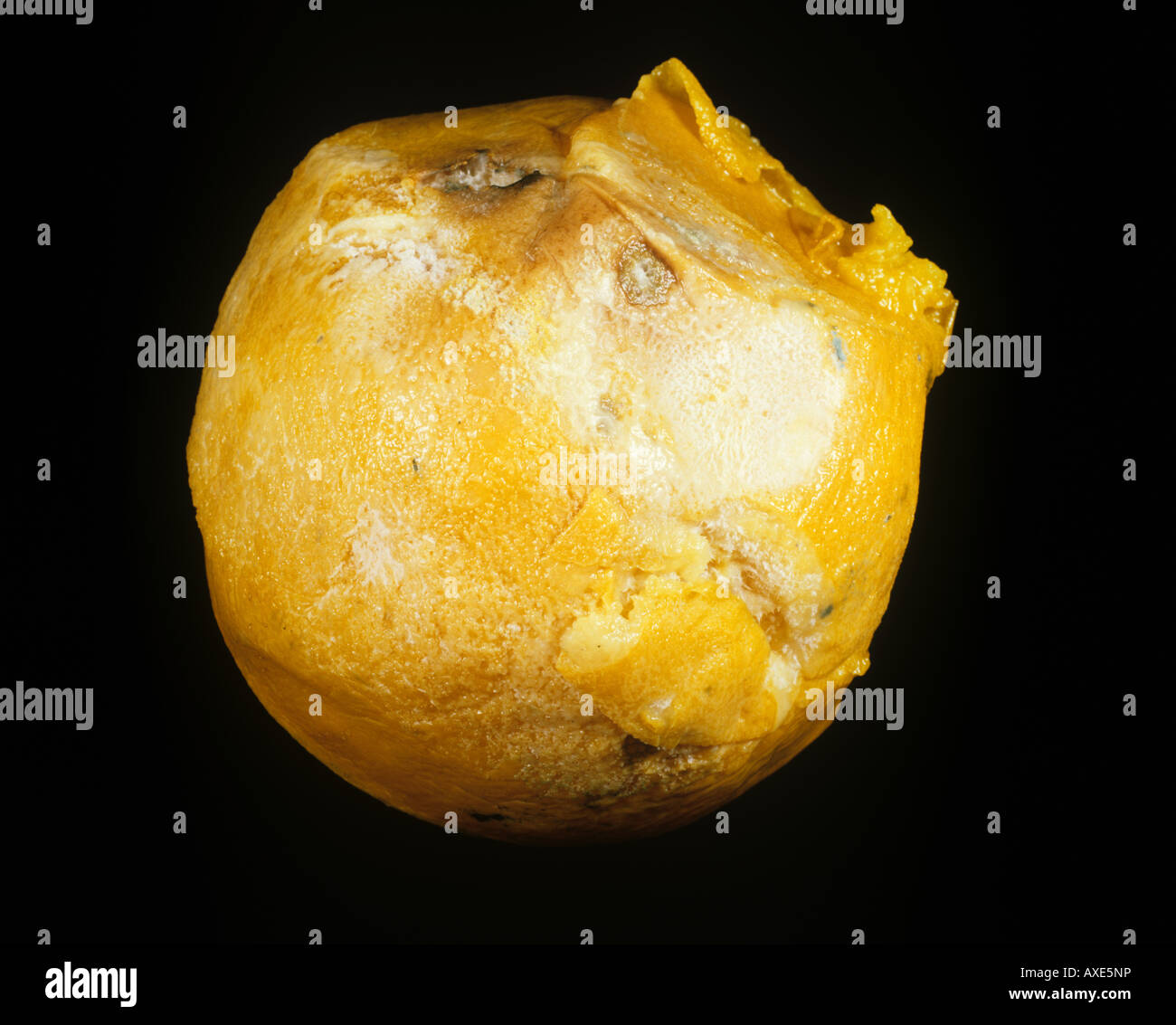 Sour rot Geotricum candidum marcio frutta arancione Foto Stock