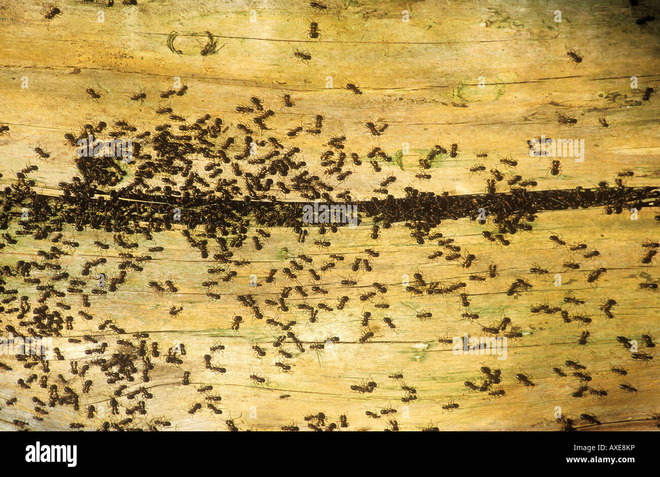 Legno Rosso ANT (Formica rufa). Un sacco di formiche su legno Foto Stock