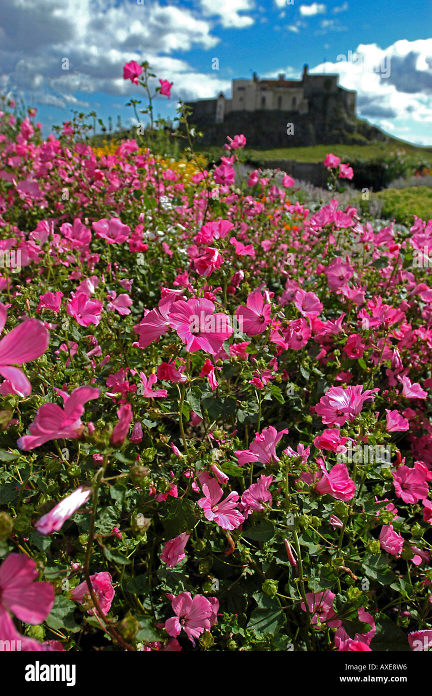 Nelle petunie in fiore, Lindisfarne Castle walled garden Foto Stock