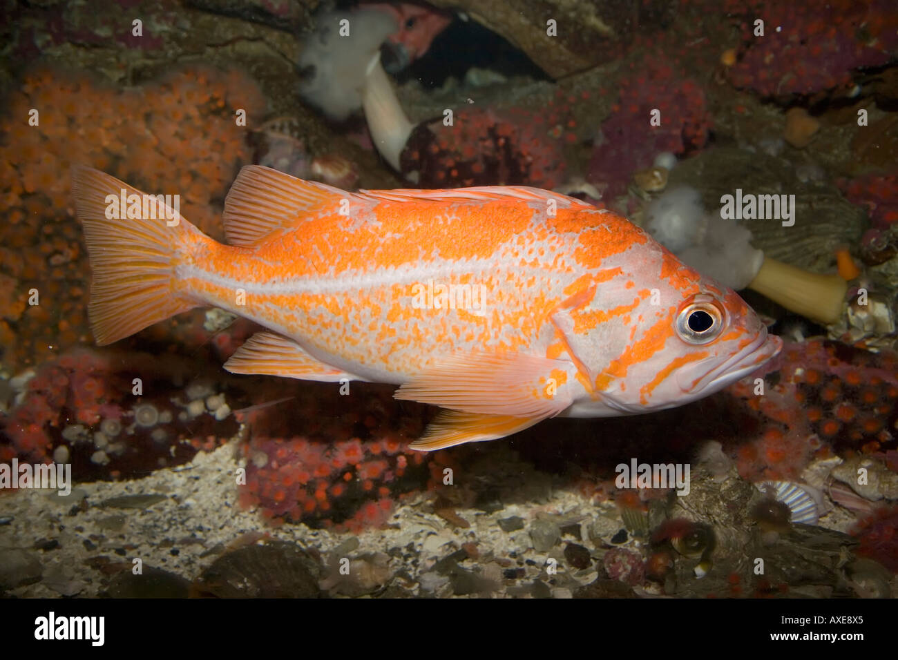 In Canarie il pesce Sebastes pinniger capretti costa occidentale del Nord America Foto Stock