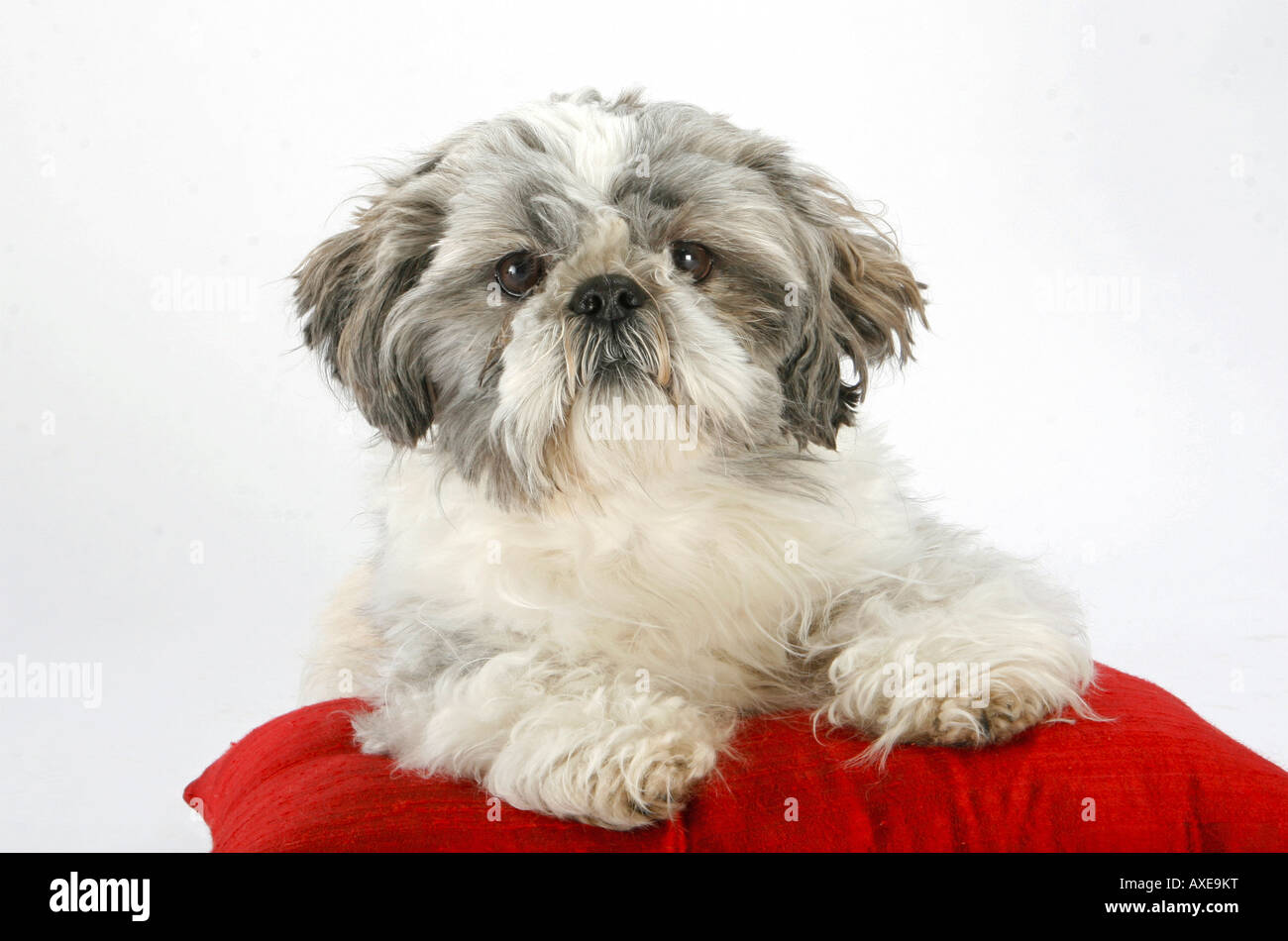 Shih Tzu - giacente sul cuscino Foto Stock