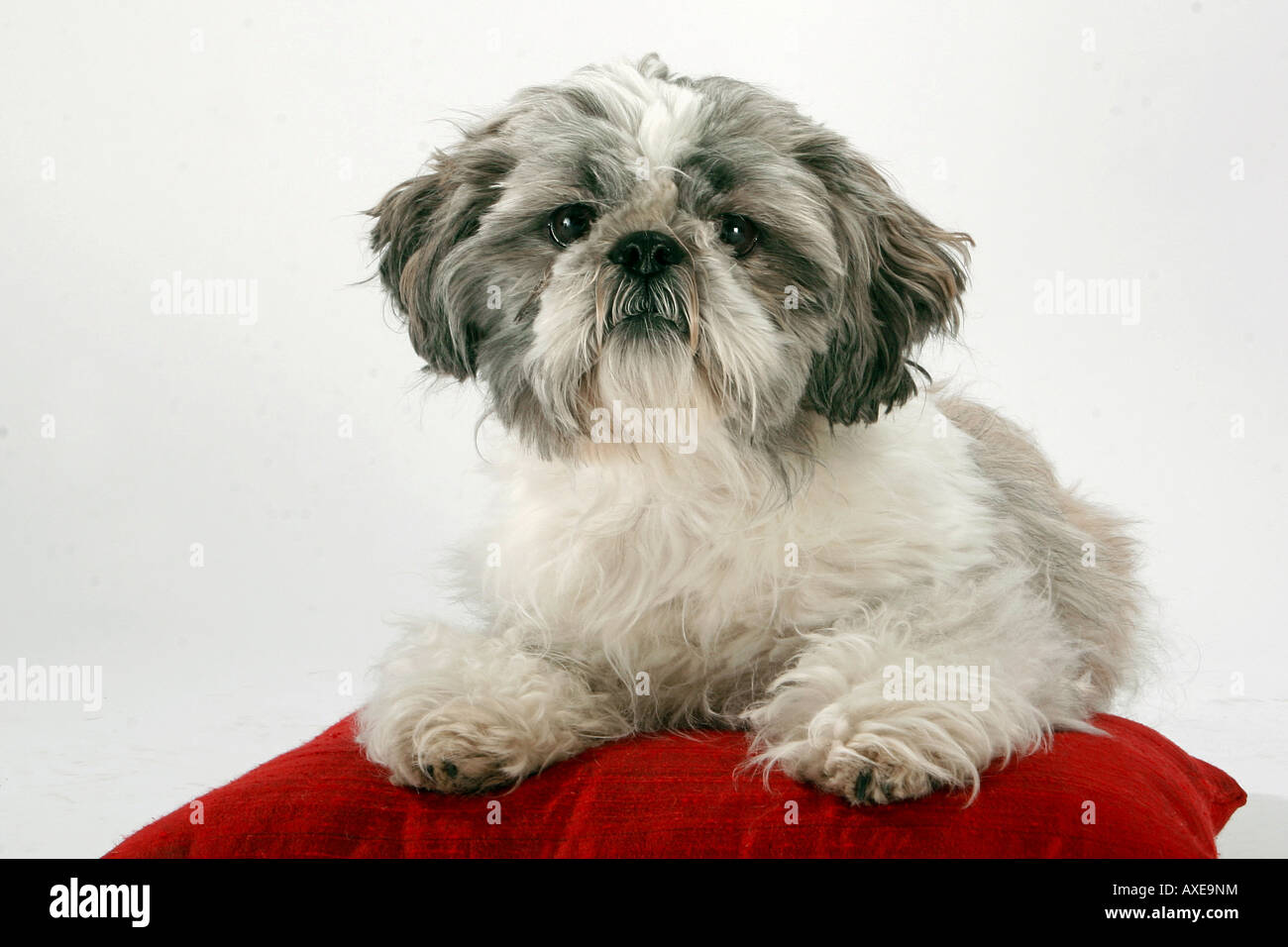 Shih Tzu - giacente sul cuscino Foto Stock