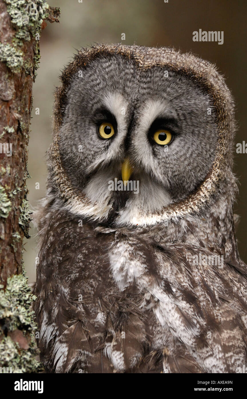 Grande Gufo grigio Strix nebulosa del peering intorno al tronco di albero nel nord della foresta di pini febbraio captive Foto Stock