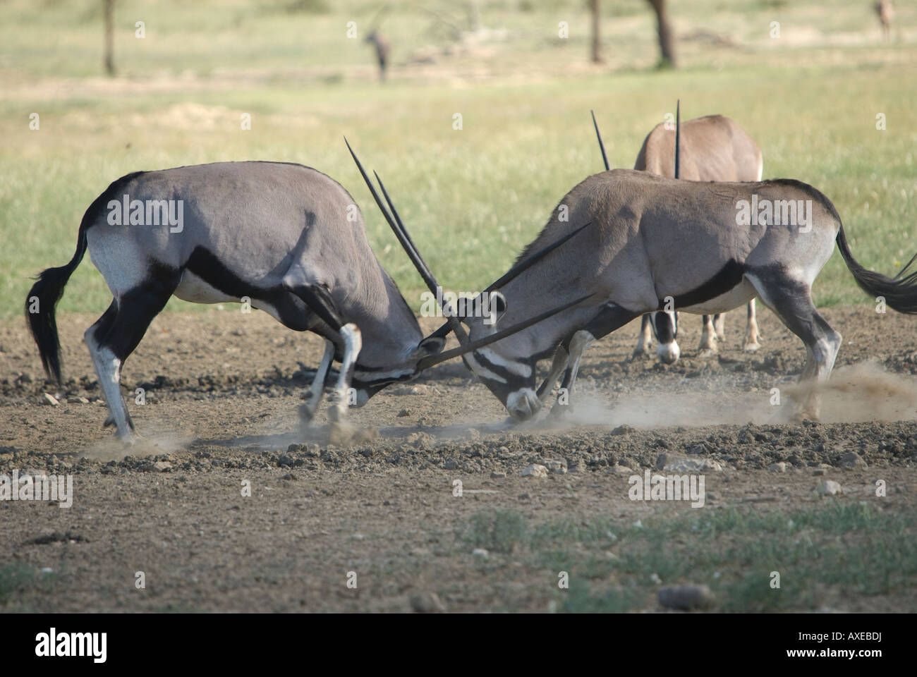 Due gemsbok in lotta per il predominio nel Kalahari Foto Stock