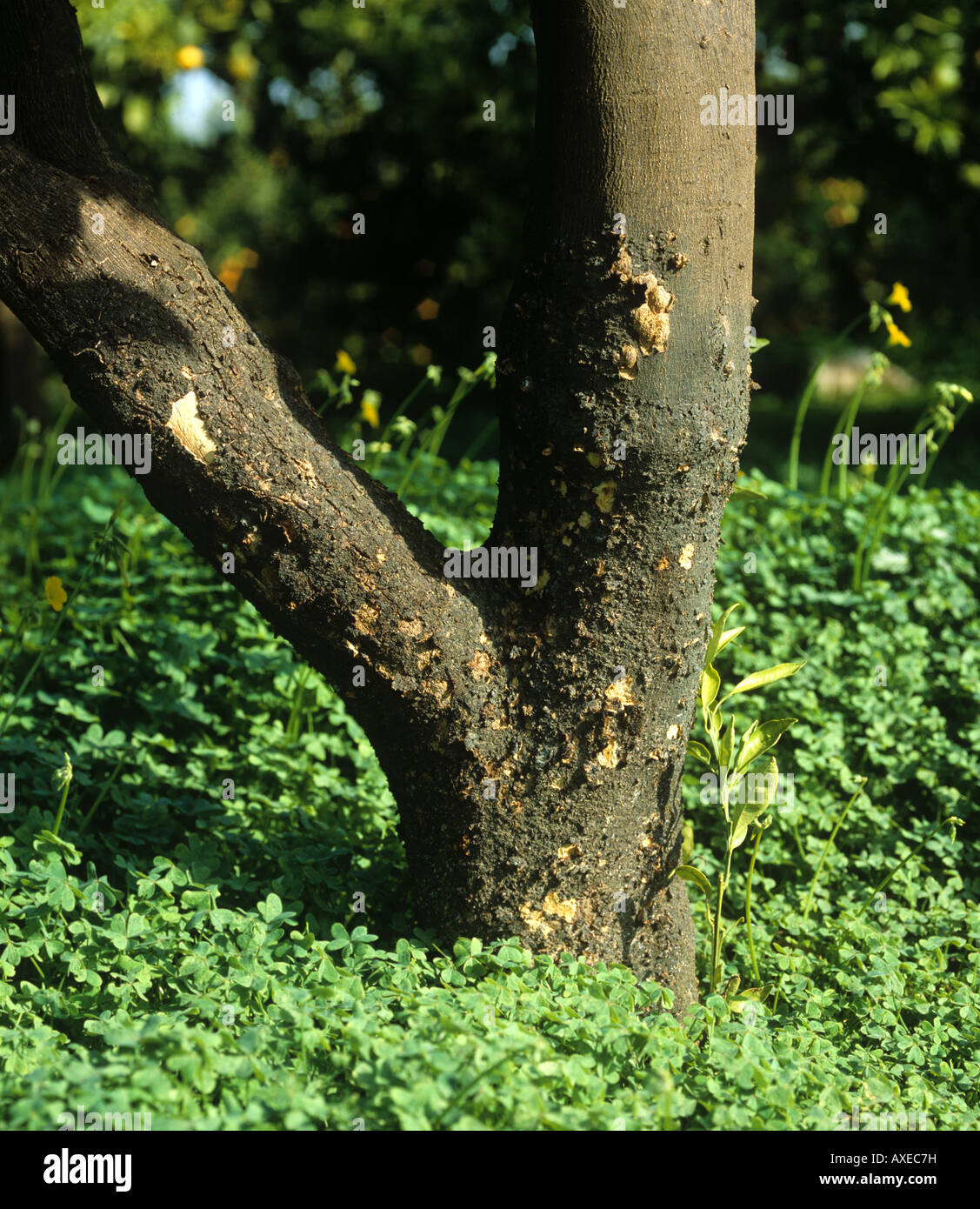 Corteccia squamosa Citrus psorosi virus sintomi CSV su un albero di agrume corteccia Foto Stock