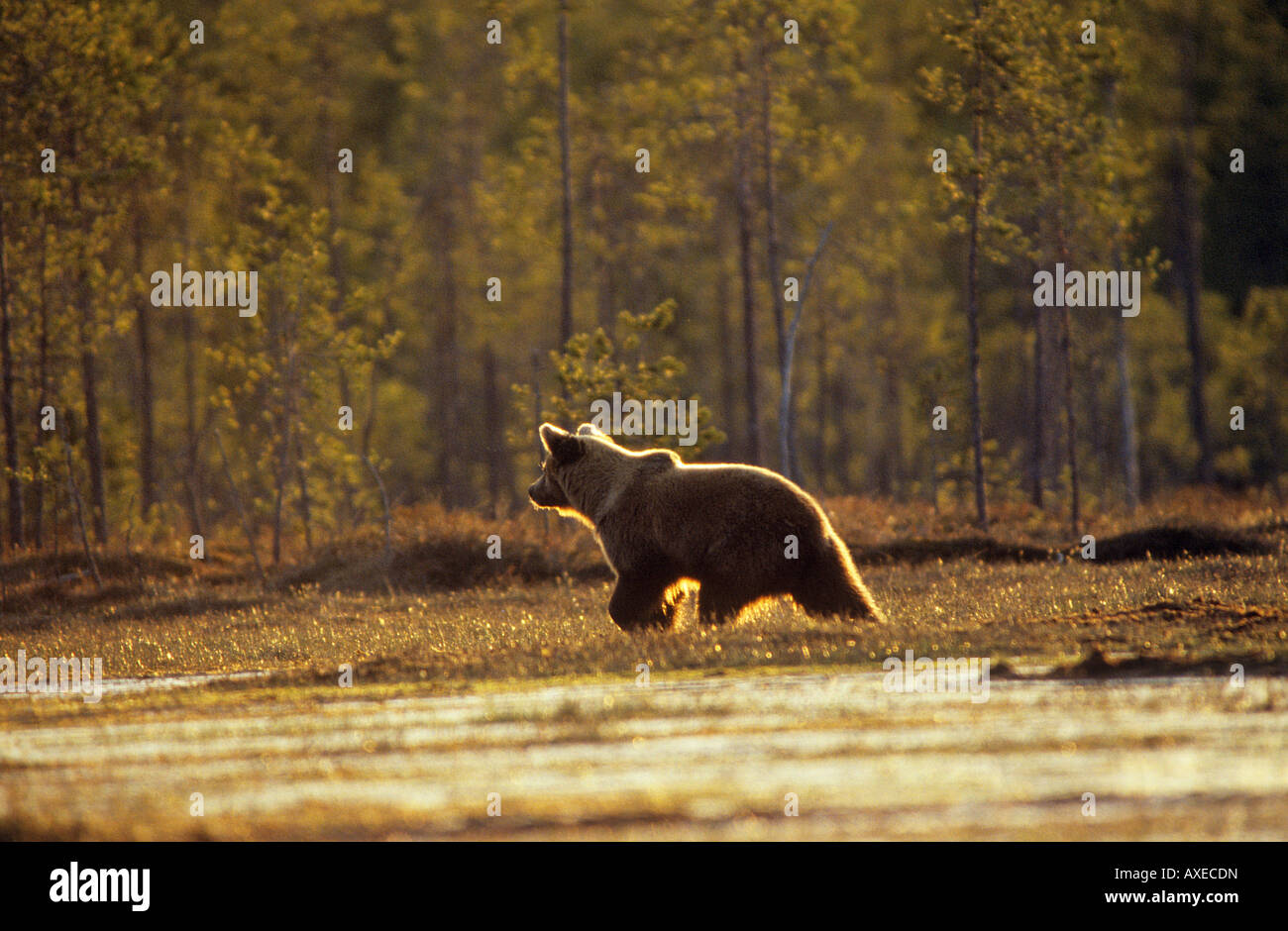 Unione l'orso bruno (Ursus arctos). Adulto a piedi nella brughiera. Finlandia Foto Stock