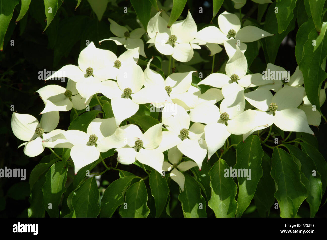 Flower Cluster del Cornus Nuttallii Sanguinello tree Foto Stock