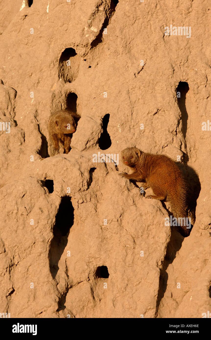 Mongooses nana Helogale parvula in termite mound Kwai Botswana Foto Stock