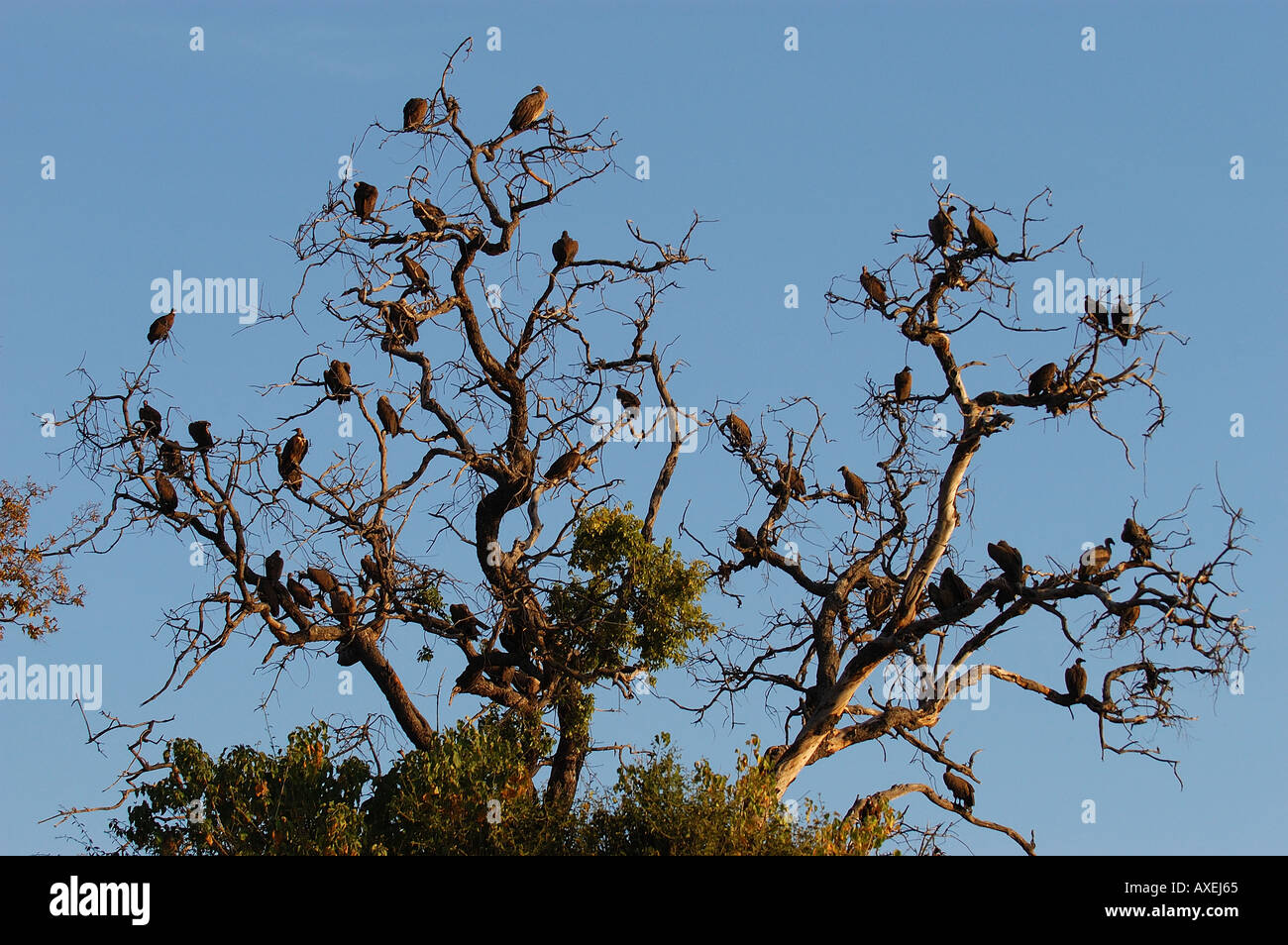 Dorso bianco avvoltoi Gyps africanus in attesa nella struttura ad albero Chobe Botswana Foto Stock
