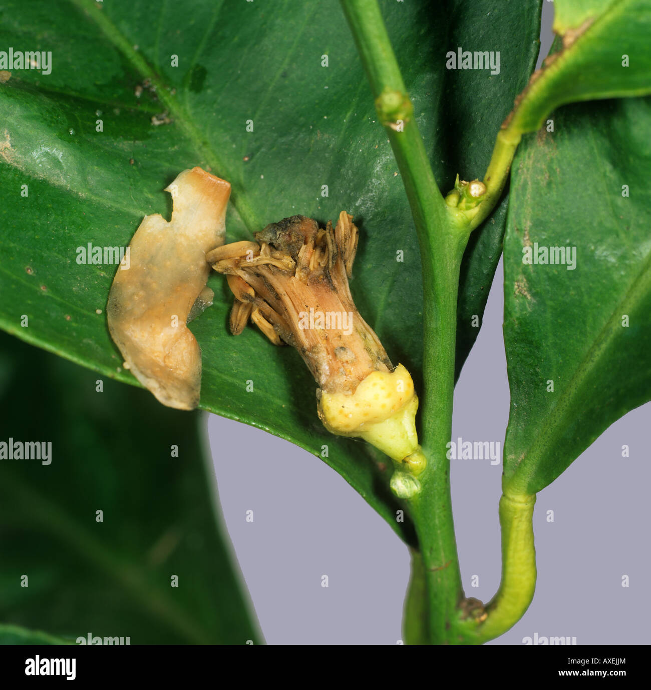 La muffa grigia Botrytis cinerea infezione causando un limone germoglio di fiore per annullare Foto Stock