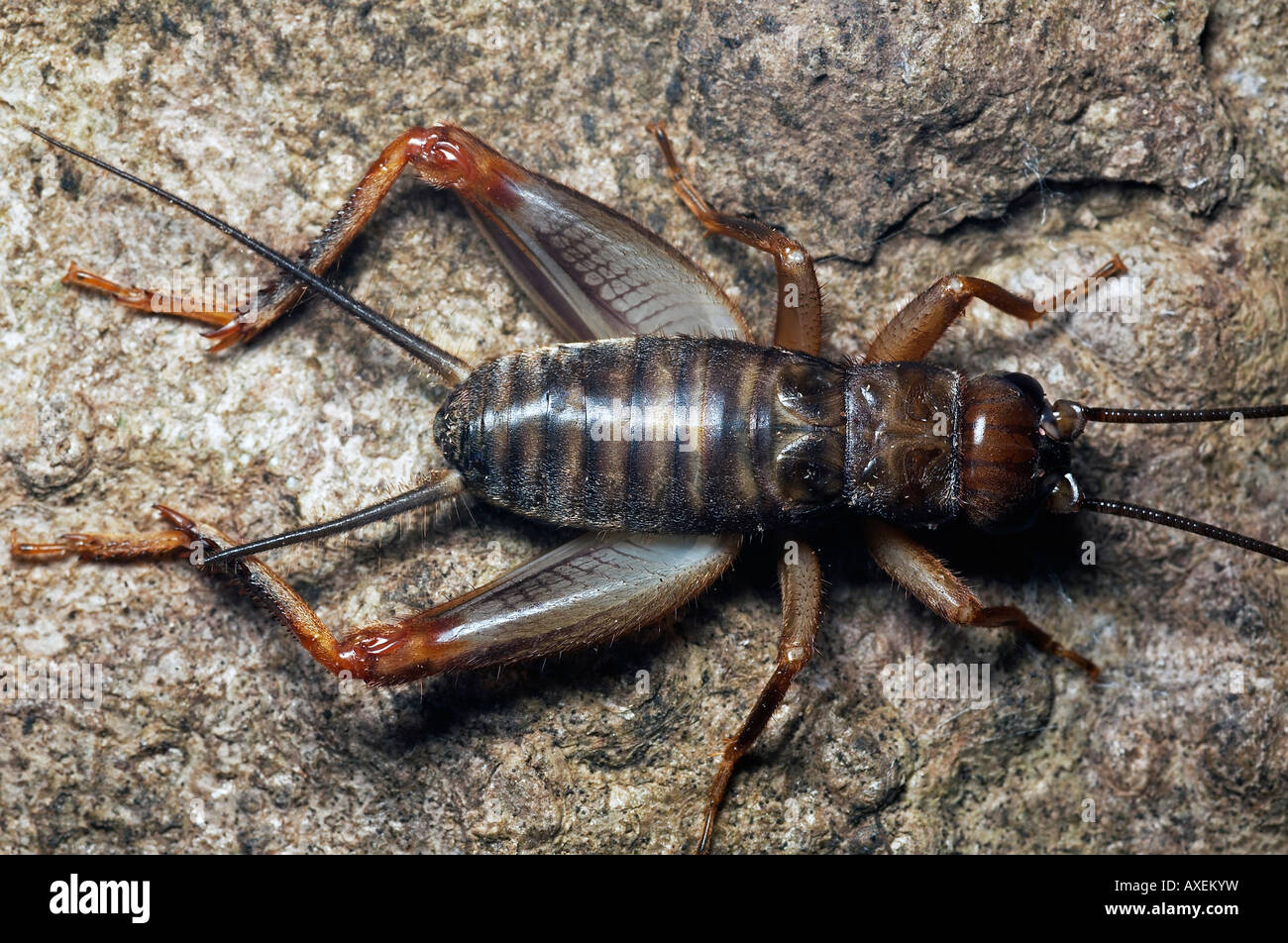 Insetti ORTHOPTERA. Cricket. Fotografato in notturna a Agumbe, Karnataka, India. Foto Stock