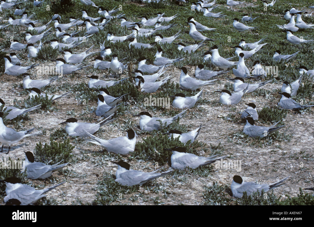 Sandwich Tern Sterna sandvicensis Colony Foto Stock