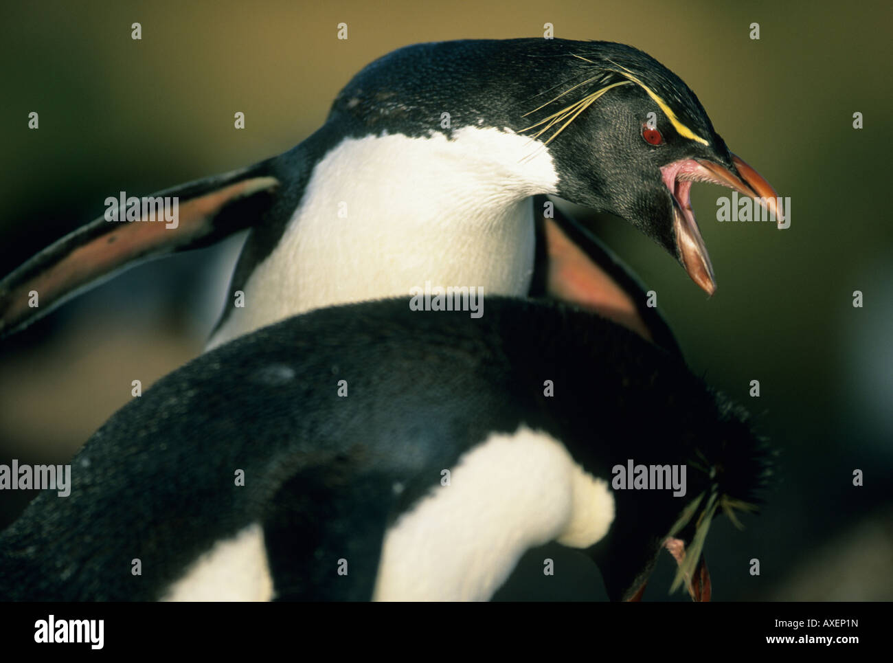 Pinguini saltaroccia (Eudyptes chrysocome) Coppia di corteggiamento, Isole Falkland Foto Stock