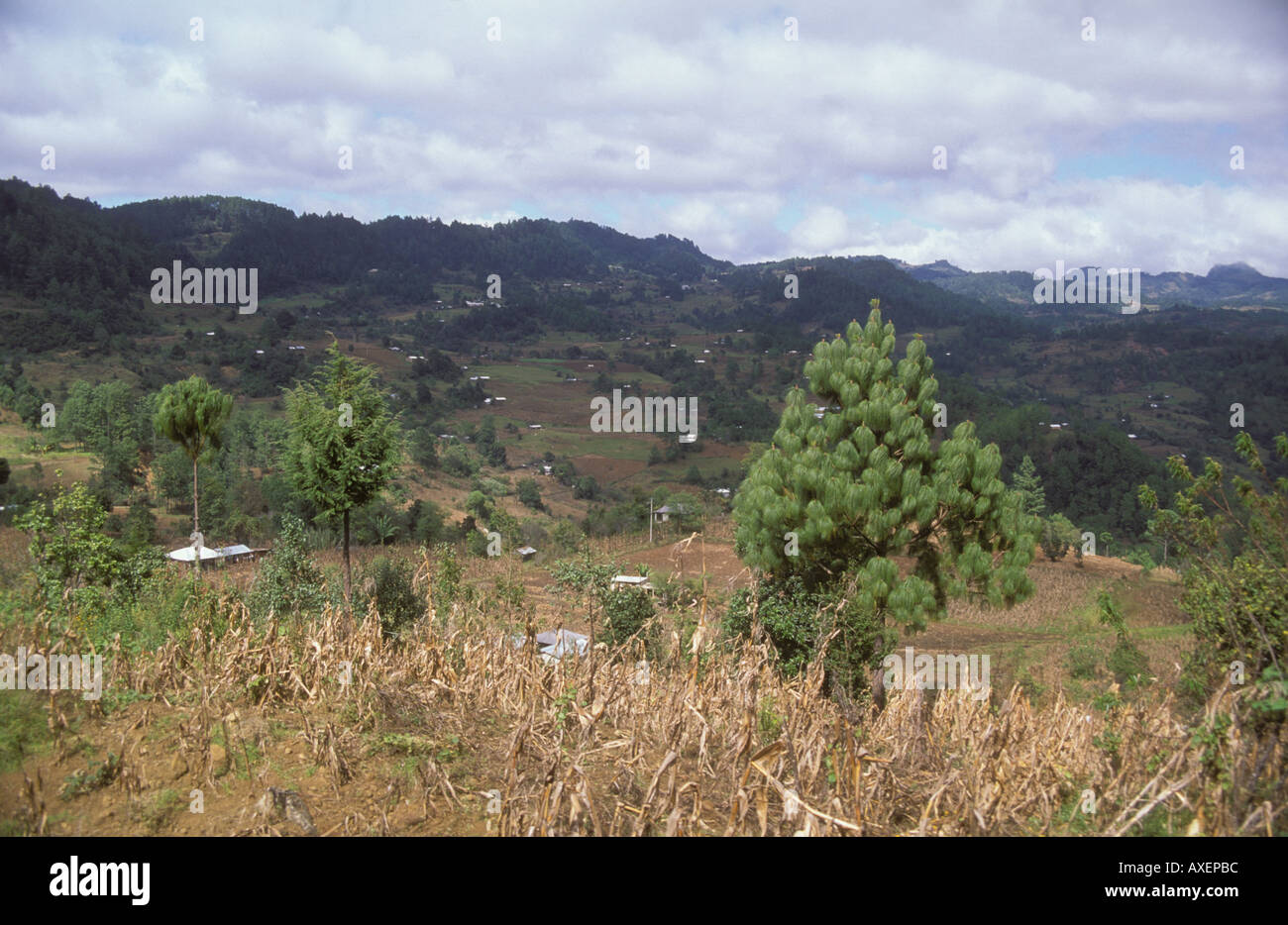 Piccolo farrms nelle montagne del Chiapas a nord-est di Chiapa de Corco lungo l'autostrada 195 Messico Foto Stock