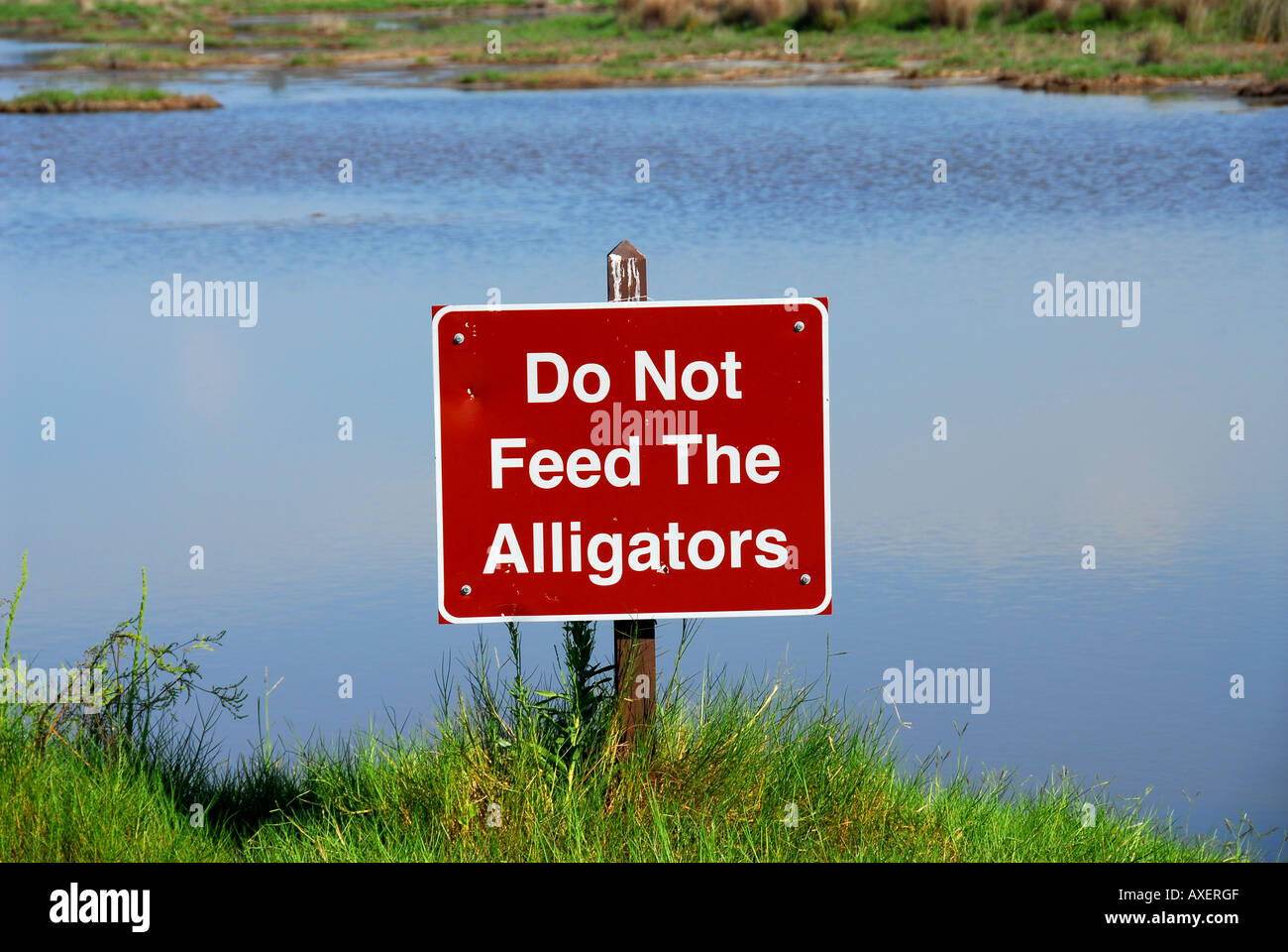 Alligatore segno di avvertimento non alimentare il alligatori Florida Foto Stock