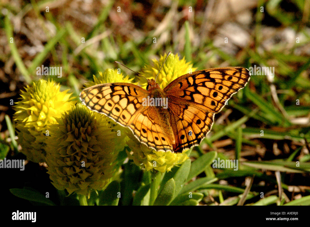 Farfalla arancione sul giallo wldflower florida Foto Stock