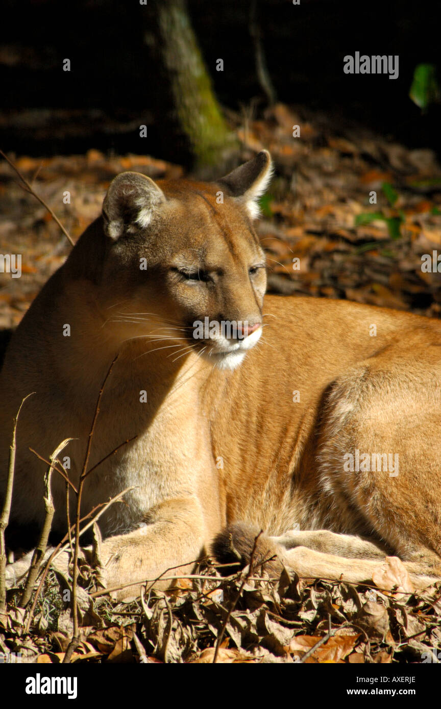 Florida panther in via di estinzione delle specie rare cougar felis concolor Foto Stock