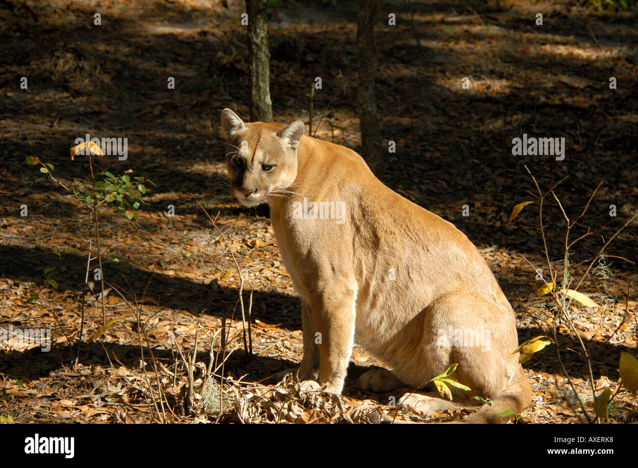 Florida panther stretching a haunches specie in via di estinzione cougar felis concolor Foto Stock