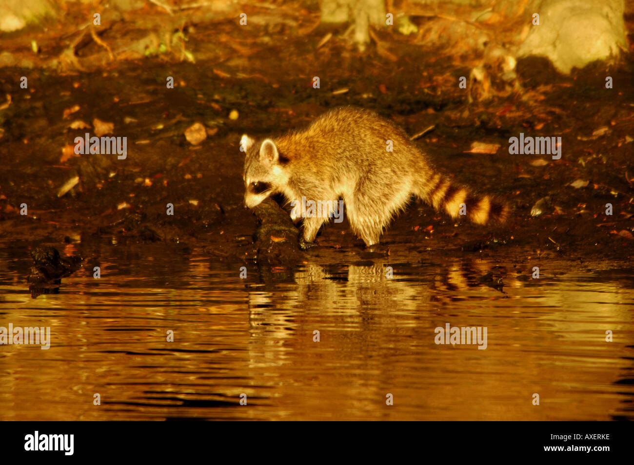 Raccoon scavando in banca fangoso fiume suwannee Foto Stock